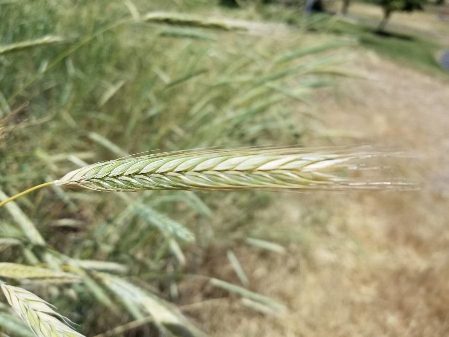 Leymus cinereus fruit