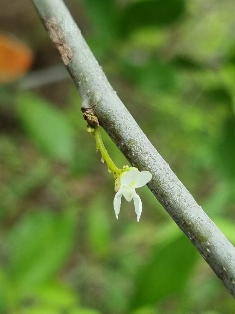 Dalbergia candenatensis flower