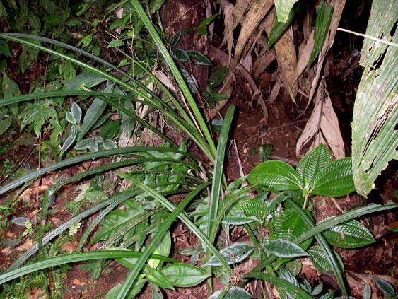 Cyperus costaricensis habit