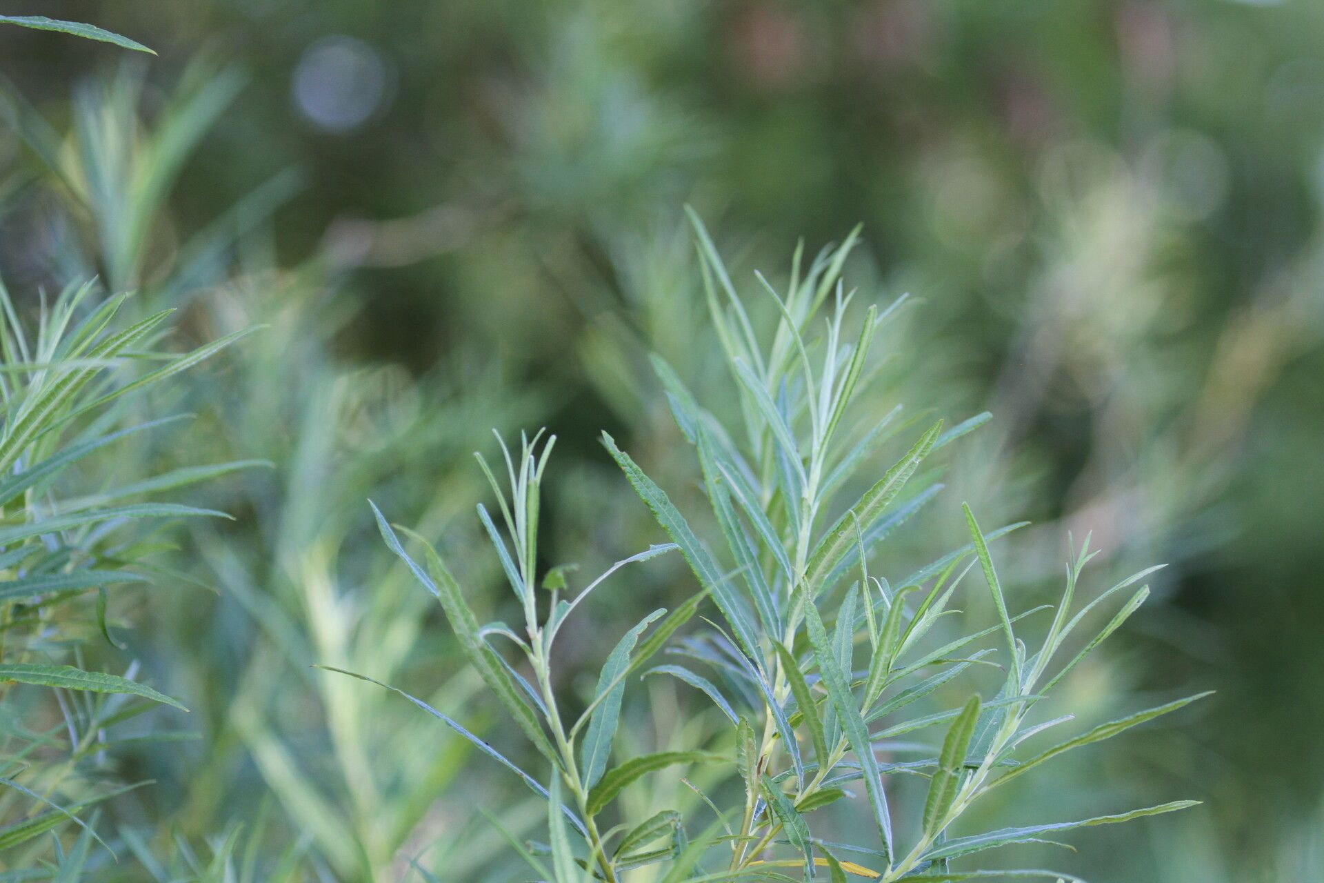 Salix rosmarinifolia — search result for 'Salix'