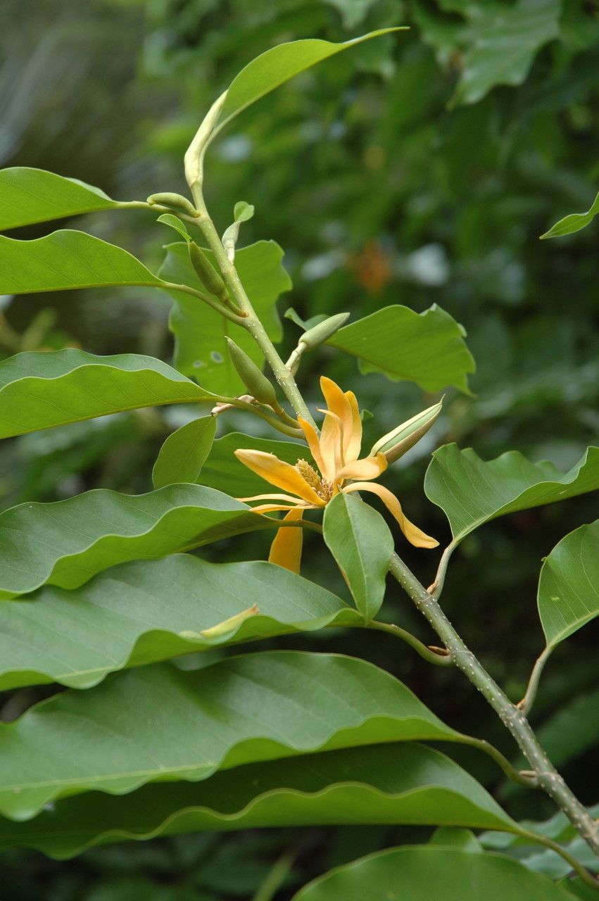 Magnolia champaca flower