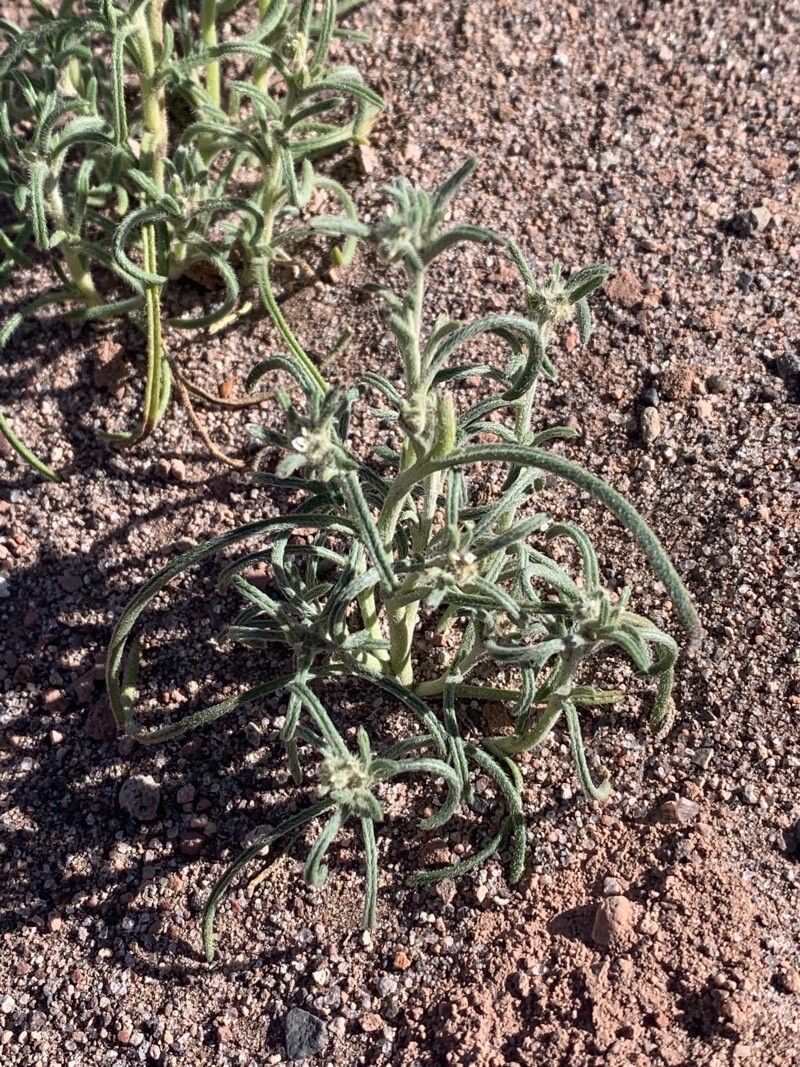 Cryptantha pterocarya — search result for 'Cryptantha'