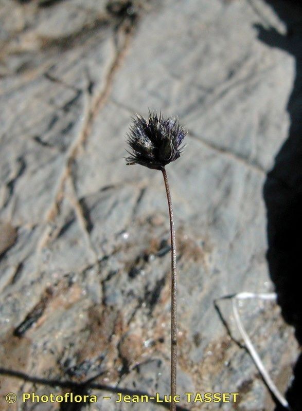 Sesleria ovata — houseplant care guide