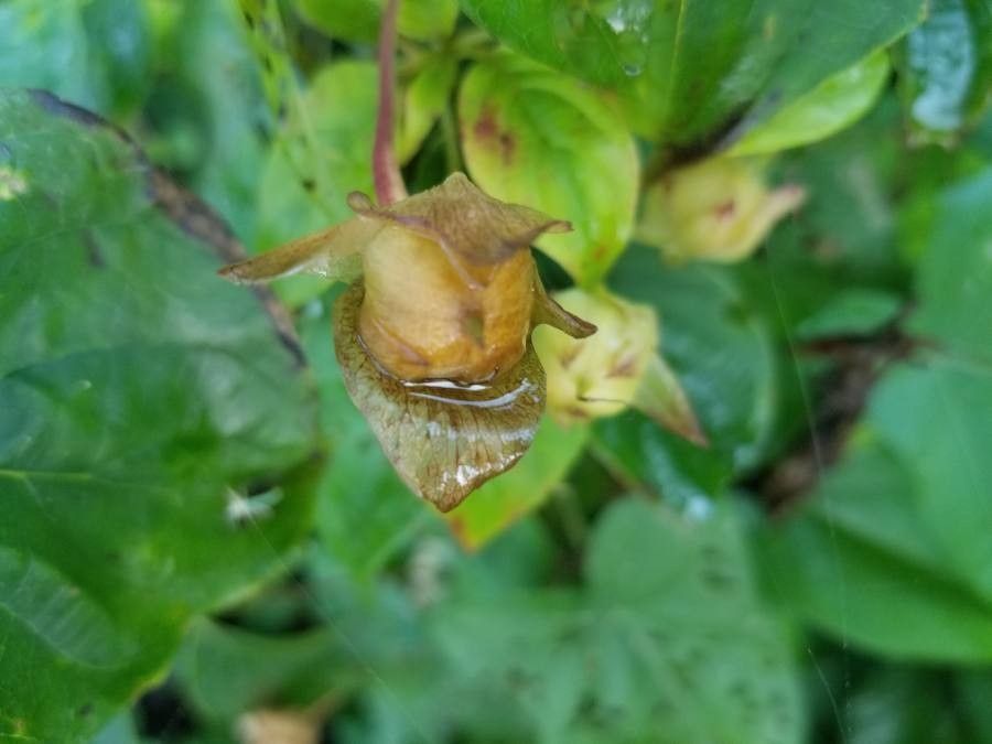 Calystegia silvatica fruit