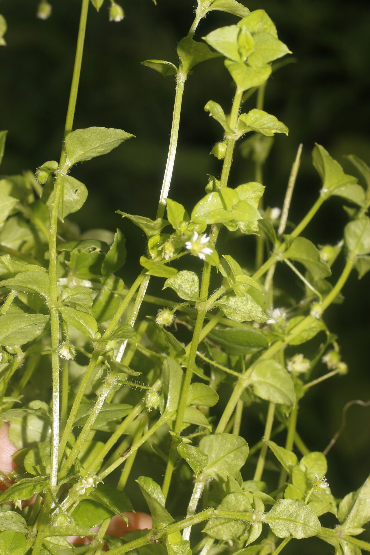 Stellaria ovata flower