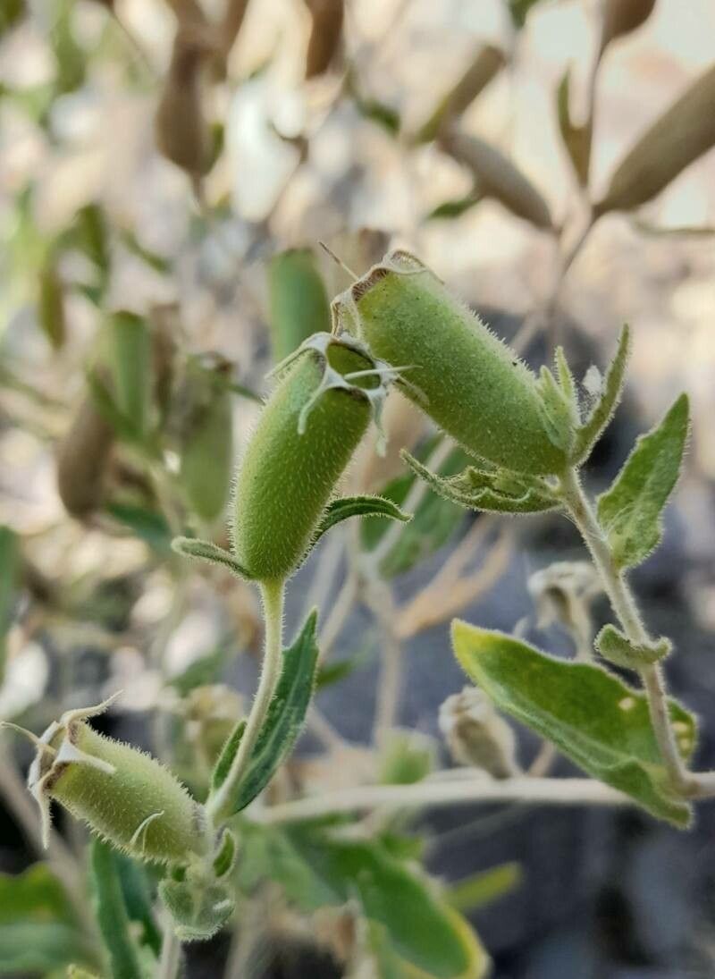 Mentzelia albescens fruit