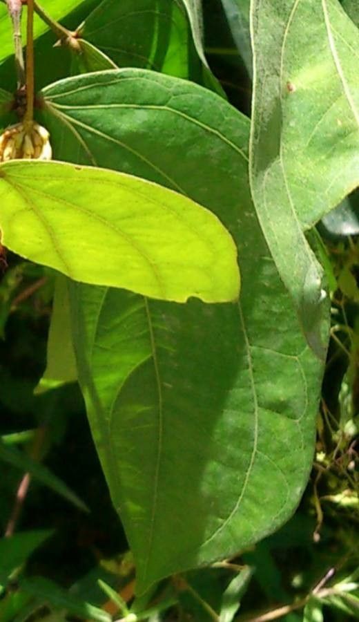 Calliandra trinervia — houseplant care guide