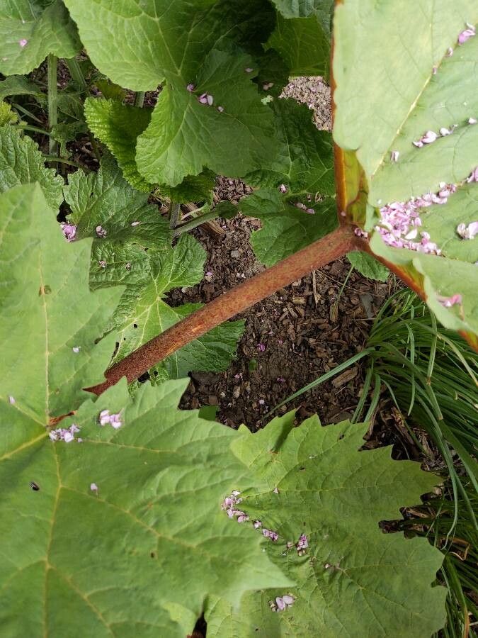 Rheum palmatum bark