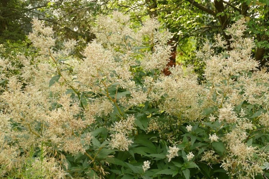 Persicaria wallichii flower