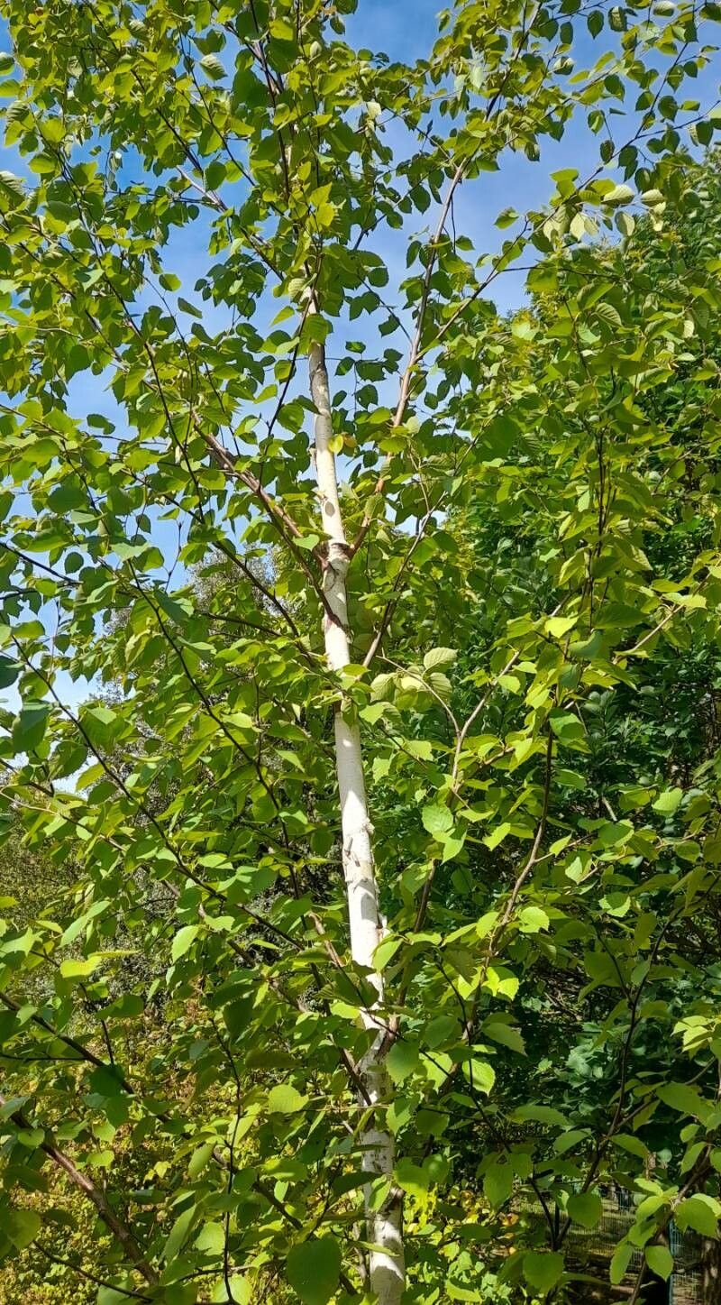 Betula cordifolia habit
