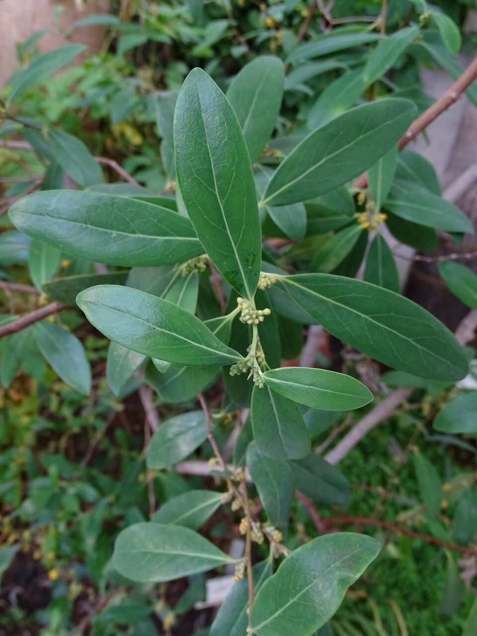 Azara uruguayensis — houseplant care guide