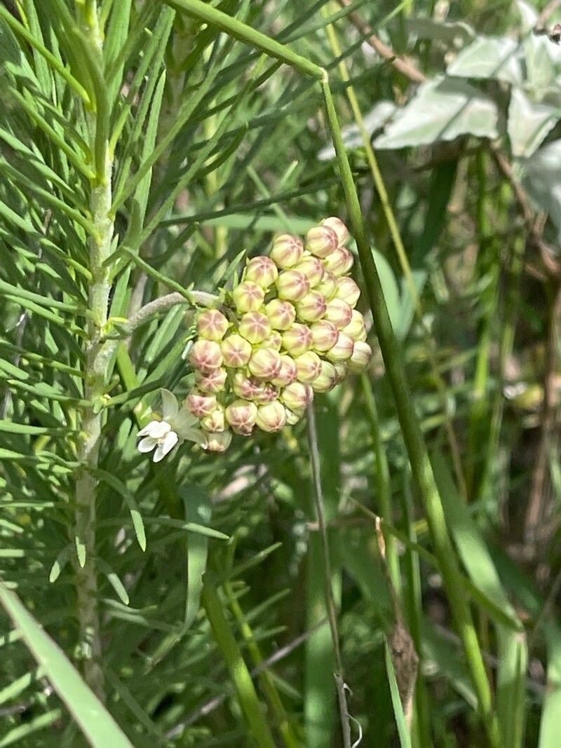 Asclepias linaria flower