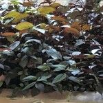 Alternanthera brasiliana