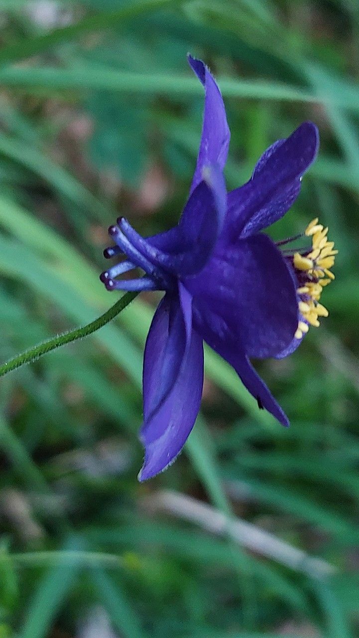 Aquilegia confusa flower