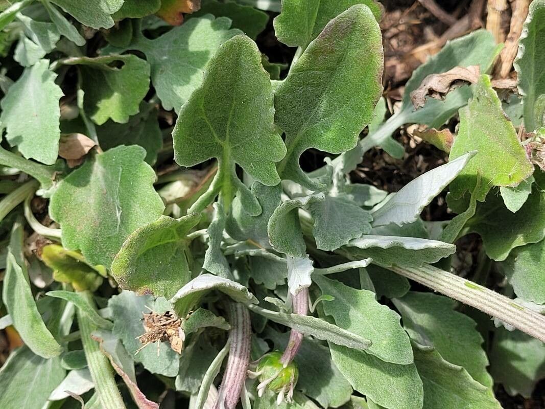 Arctotis stoechadifolia — houseplant care guide