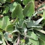 Arctotis stoechadifolia