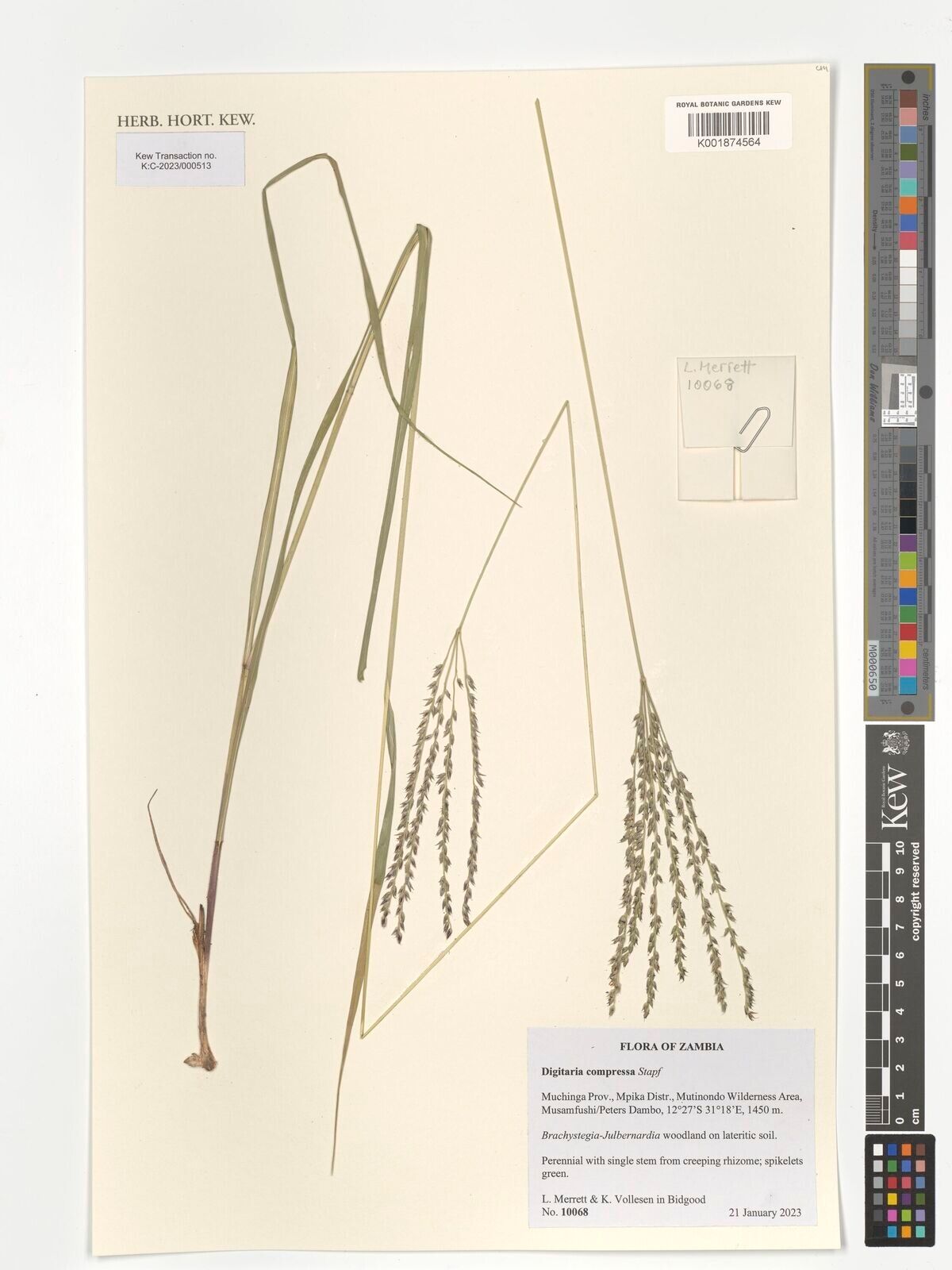 Digitaria compressa — houseplant care guide