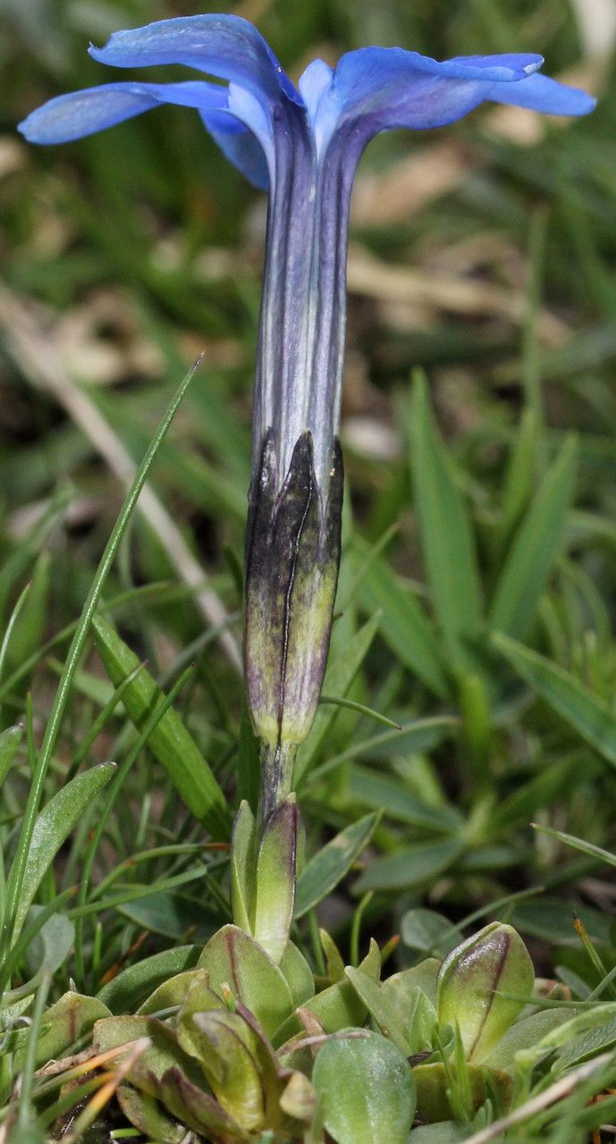 Gentiana orbicularis habit
