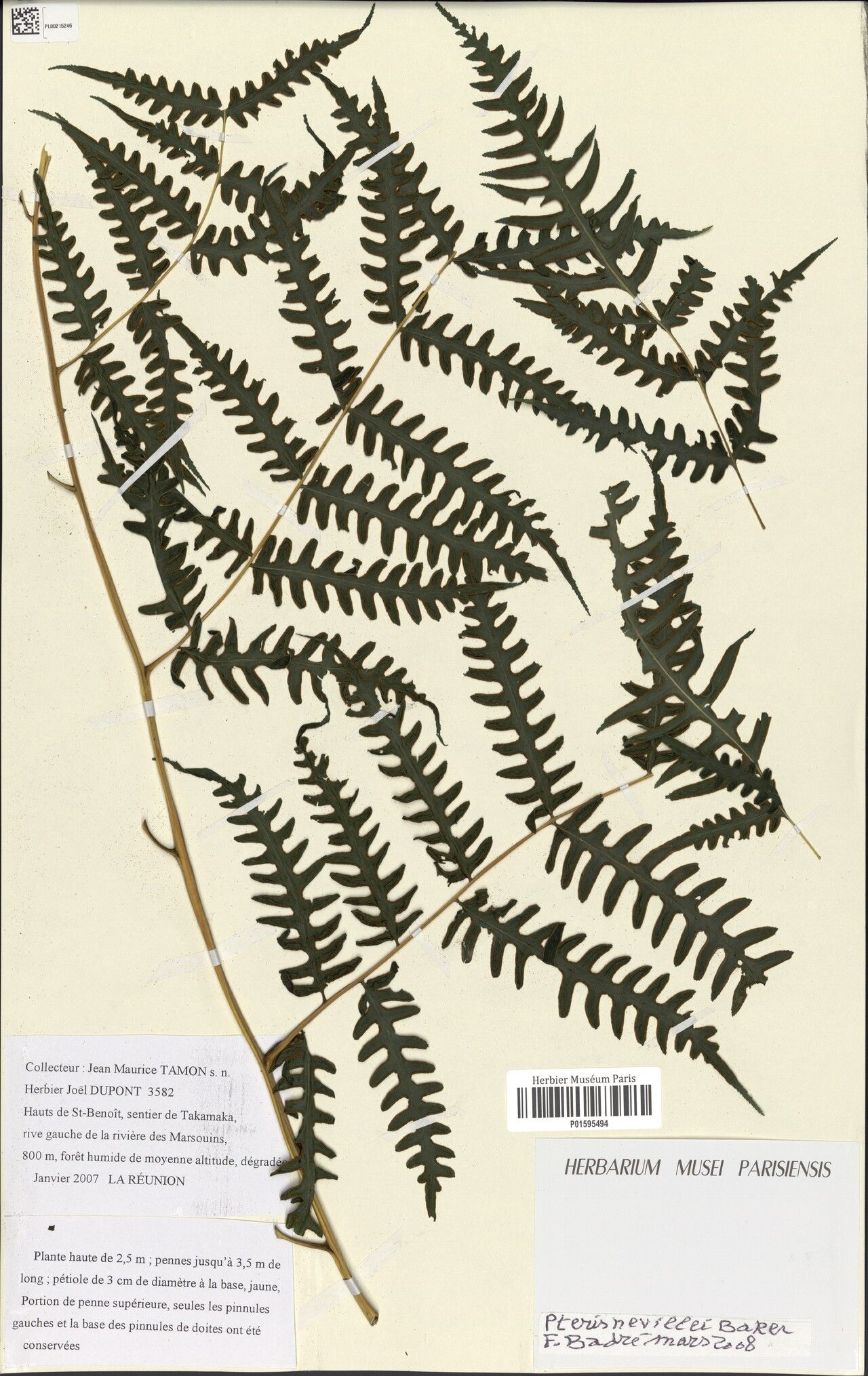 Pteris nevillei — search result for 'Pteris'