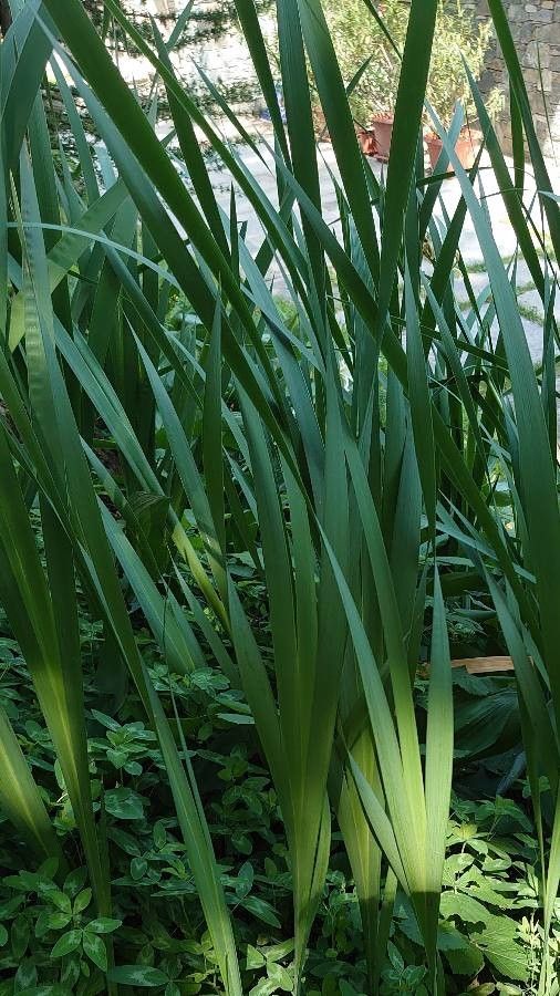 Iris orientalis — search result for 'Greece'