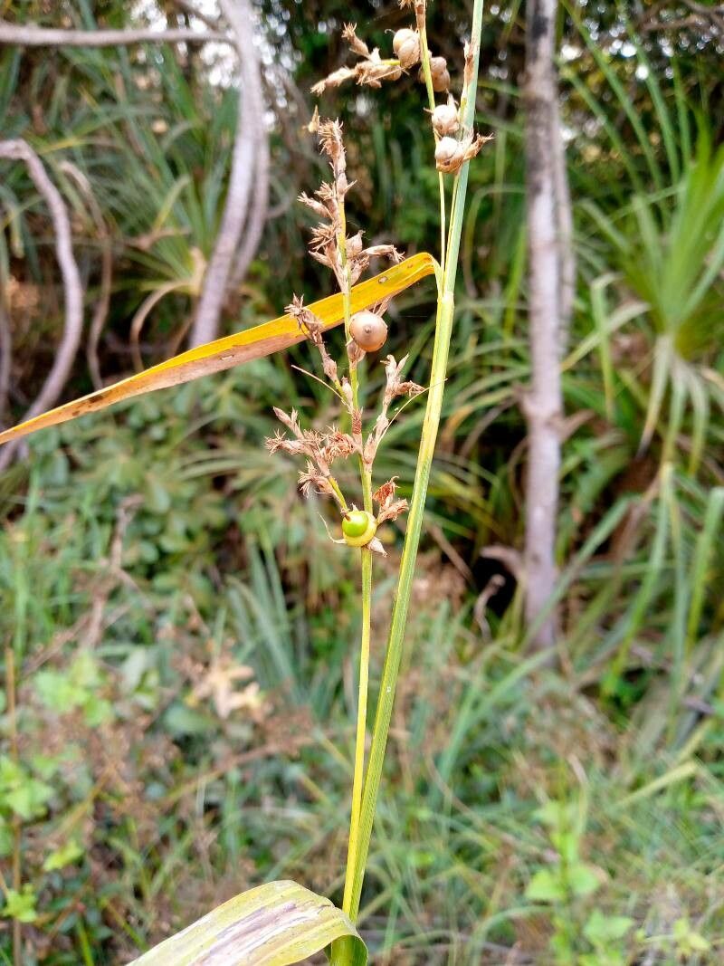 Scleria racemosa — houseplant care guide