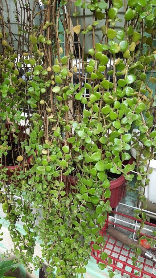 Plectranthus prostratus flower