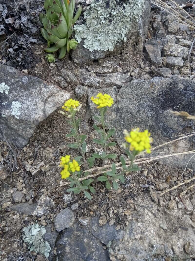Alyssum rhodanense — houseplant care guide