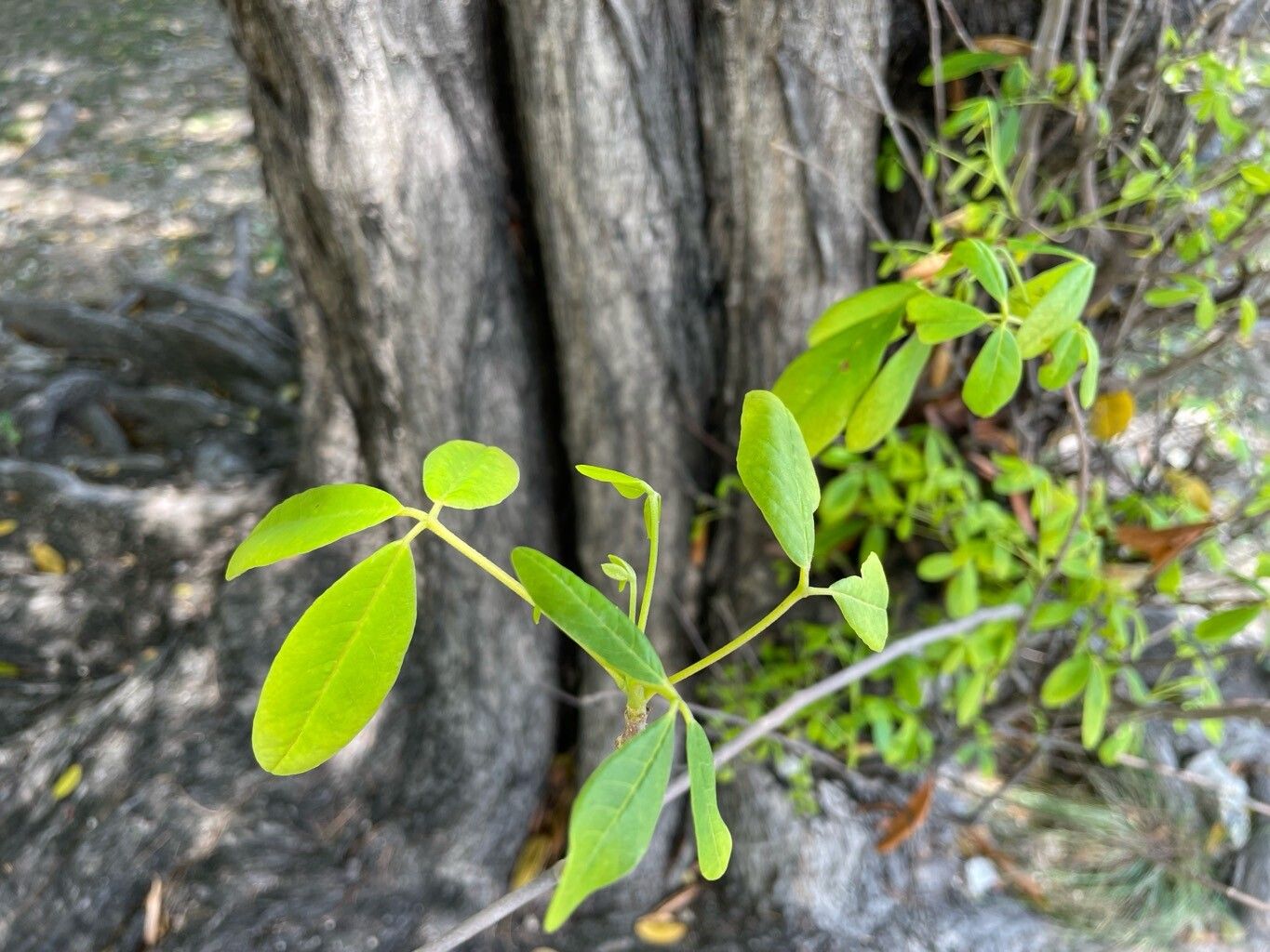 Picrodendron baccatum — search result for 'Jamaica'