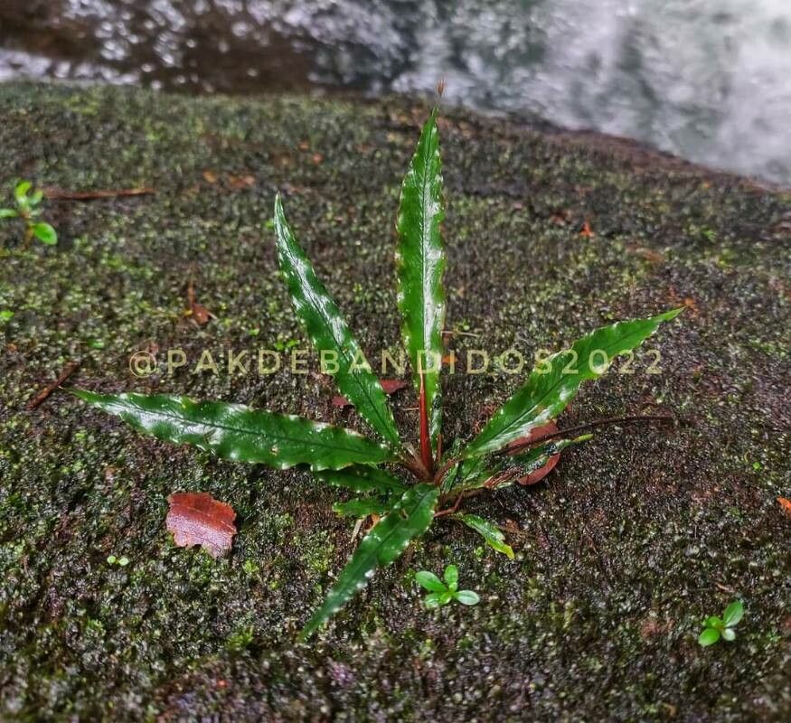 Schismatoglottis patentinervia — related species from the same genus