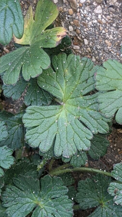 Geranium pyrenaicum leaf
