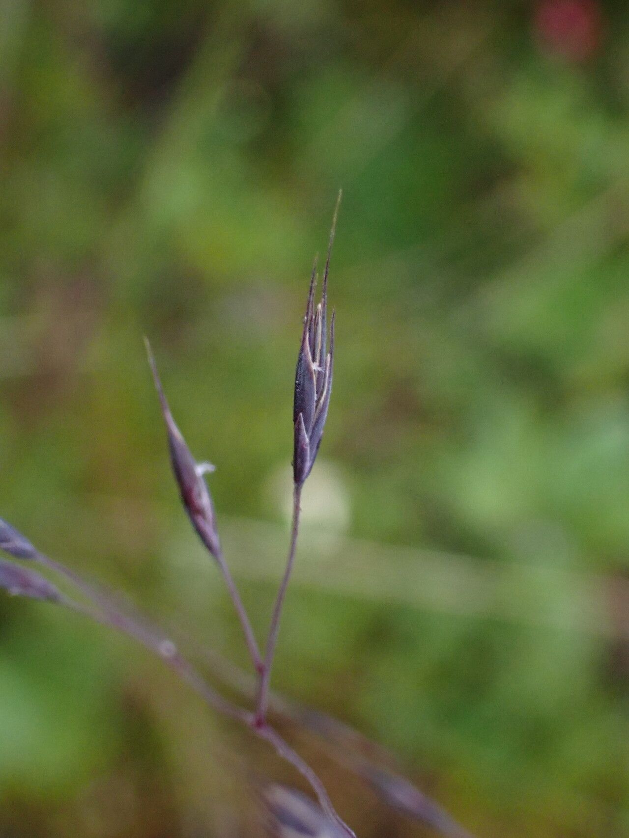 Festuca cumminsii — houseplant care guide