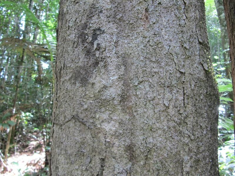 Hirtella glandulosa bark