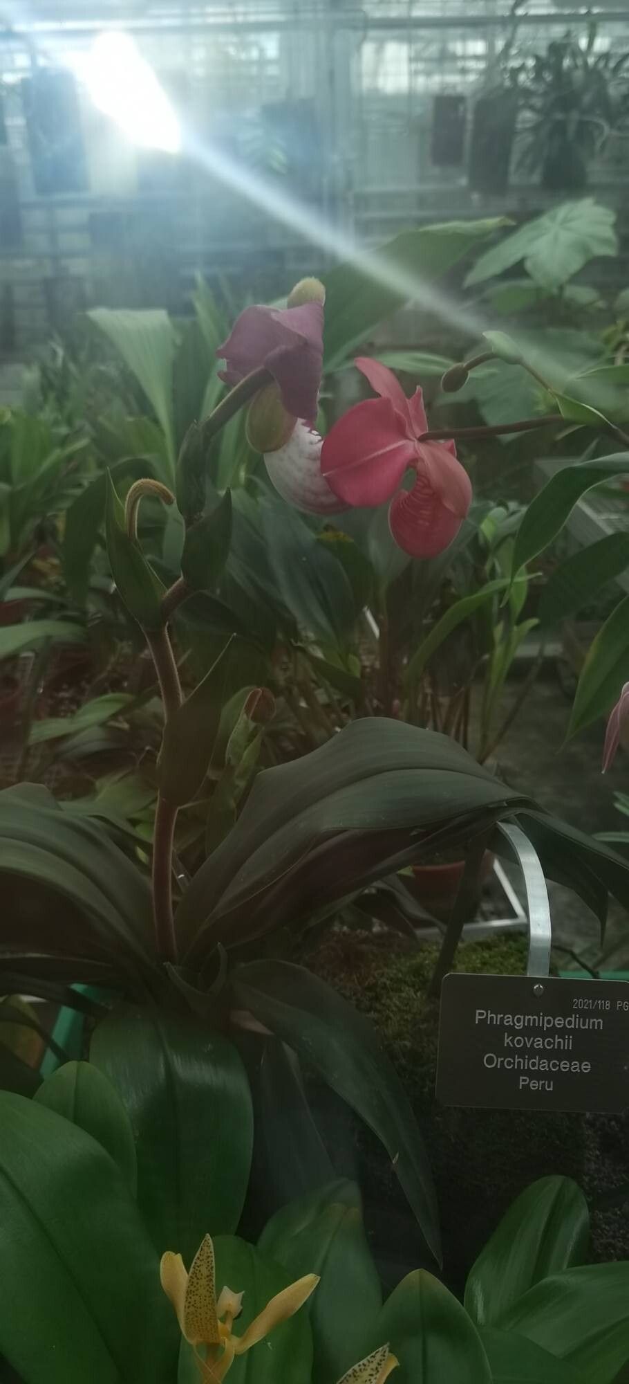 Phragmipedium kovachii flower