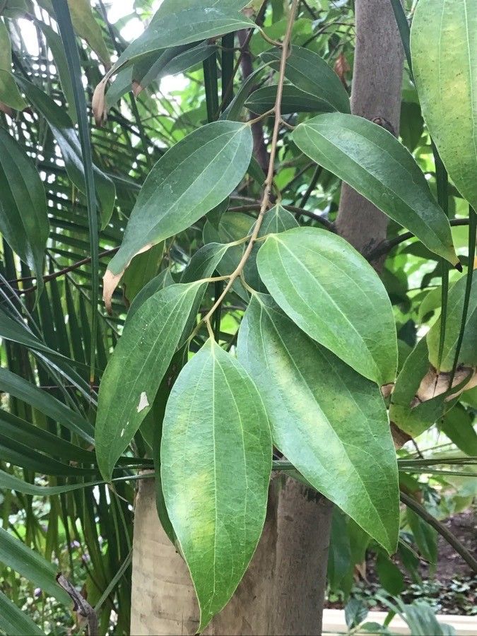 Cinnamomum tamala — search result for 'Bhutan'