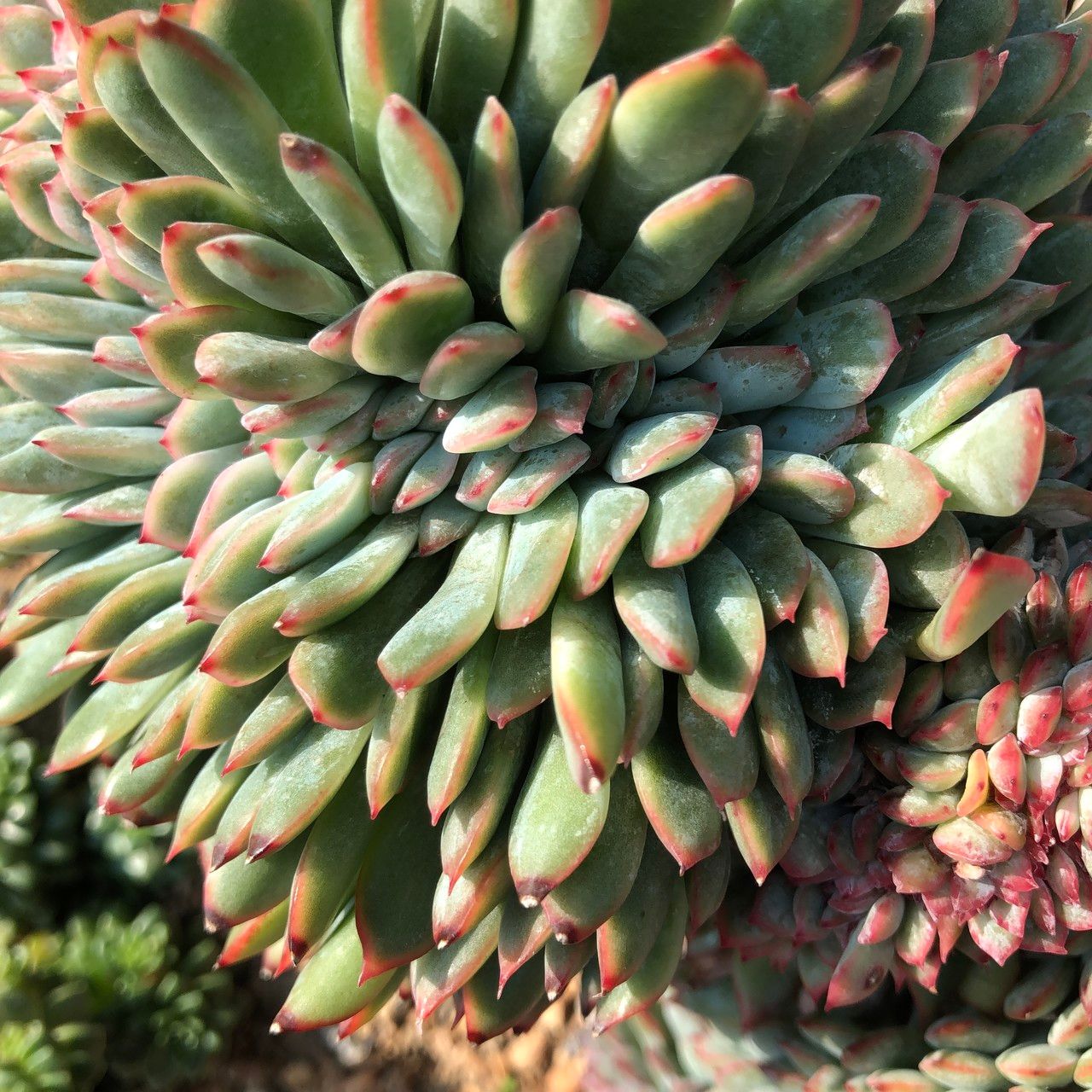 Echeveria cv. 'Apus' fruit