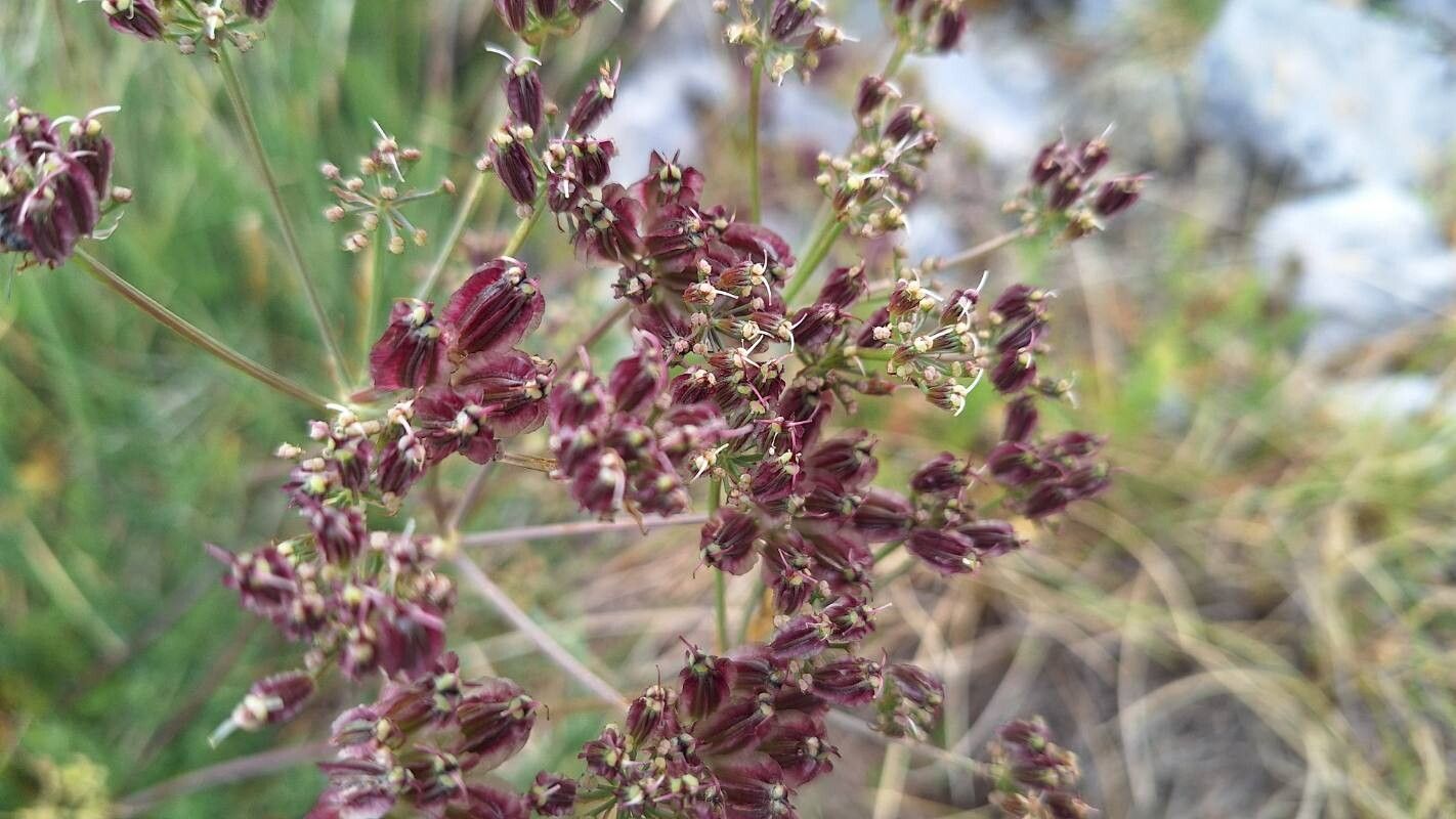 Laserocarpum pseudomeum flower