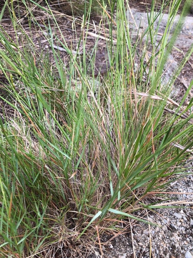 Festuca lachenalii leaf