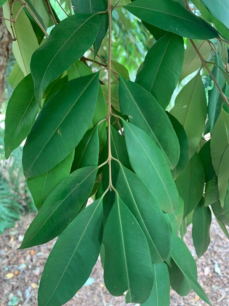 Eugenia ternatifolia — houseplant care guide