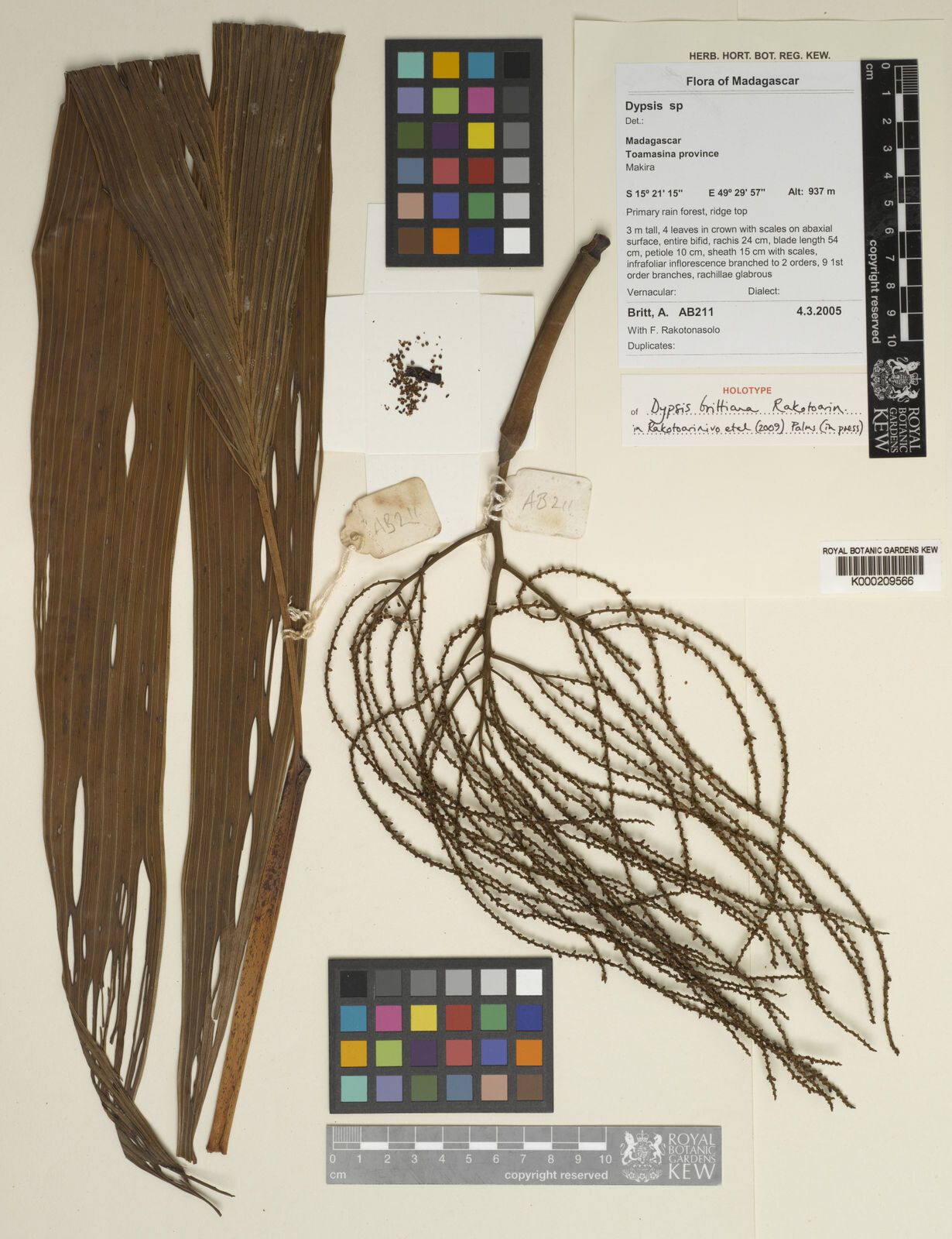 Dypsis brittiana — houseplant care guide