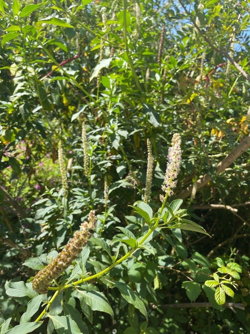 Phytolacca icosandra flower