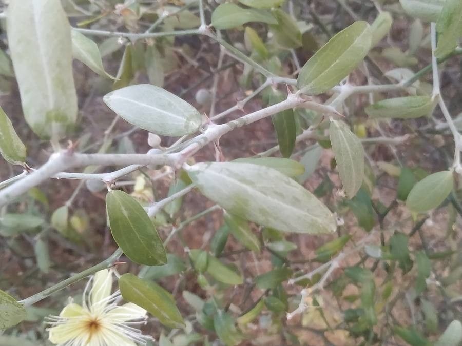 Capparis mitchellii — search result for 'Capparis'