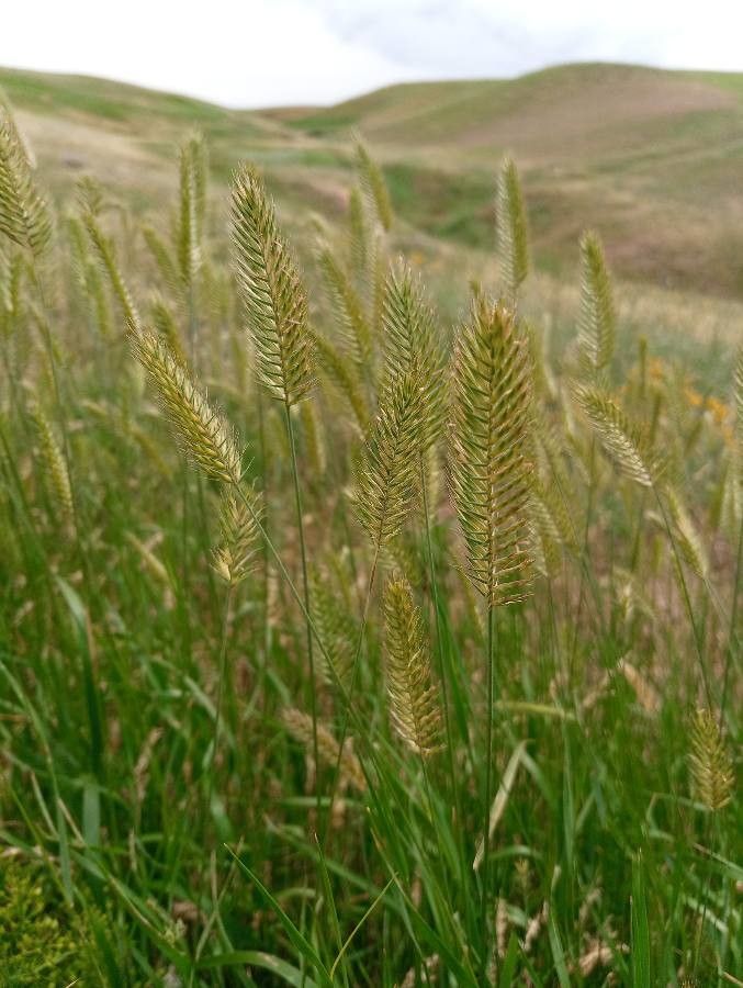Agropyron cristatum flower
