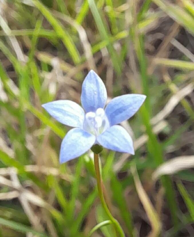 Wahlenbergia linarioides flower