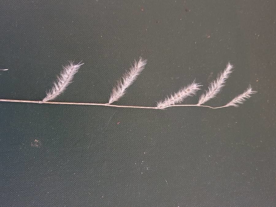 Urochloa lachnantha fruit