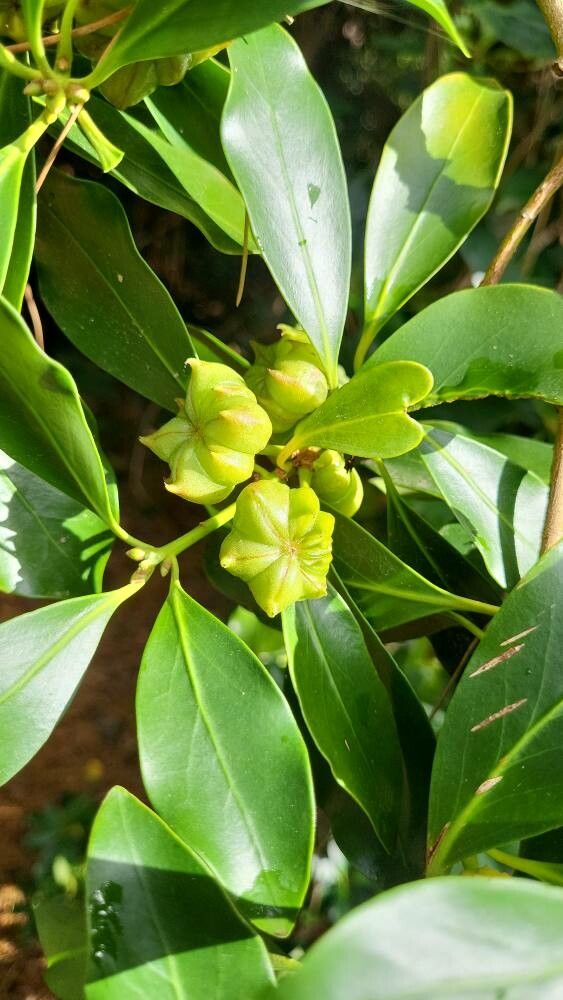 Illicium anisatum fruit