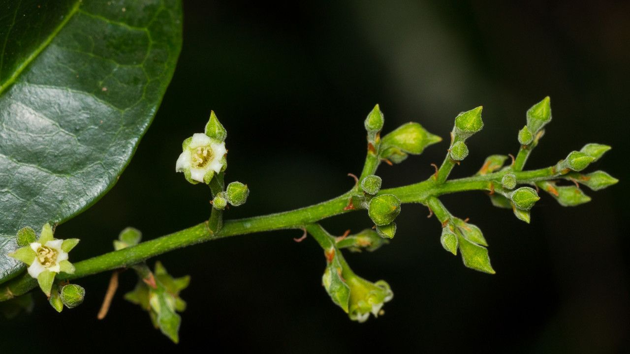 Hunga mackeeana flower