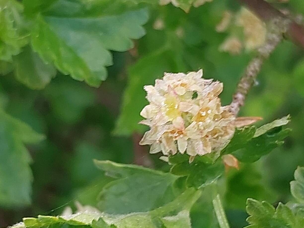 Ribes glaciale flower