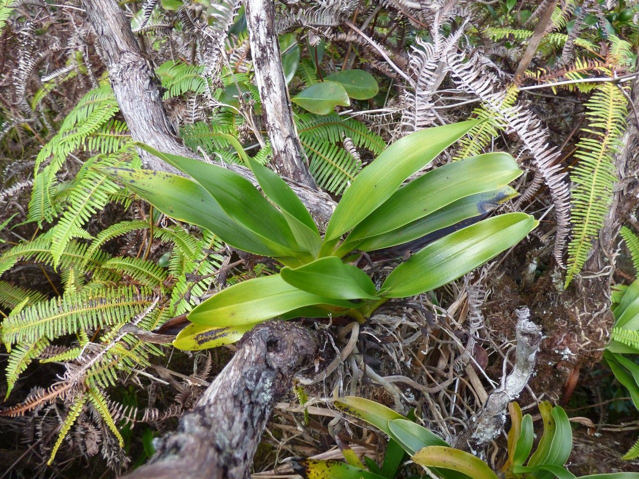 Angraecum cadetii habit