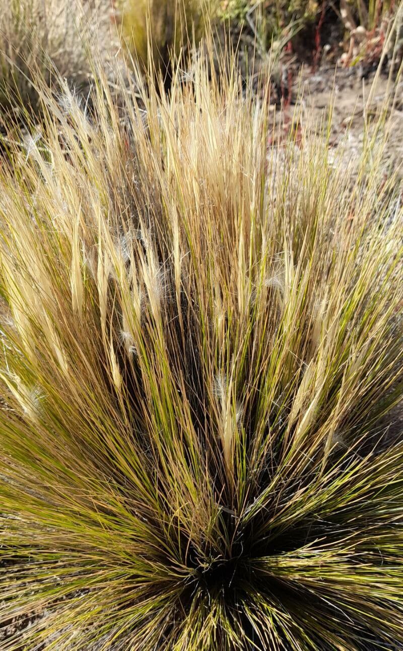 Stipa speciosa habit
