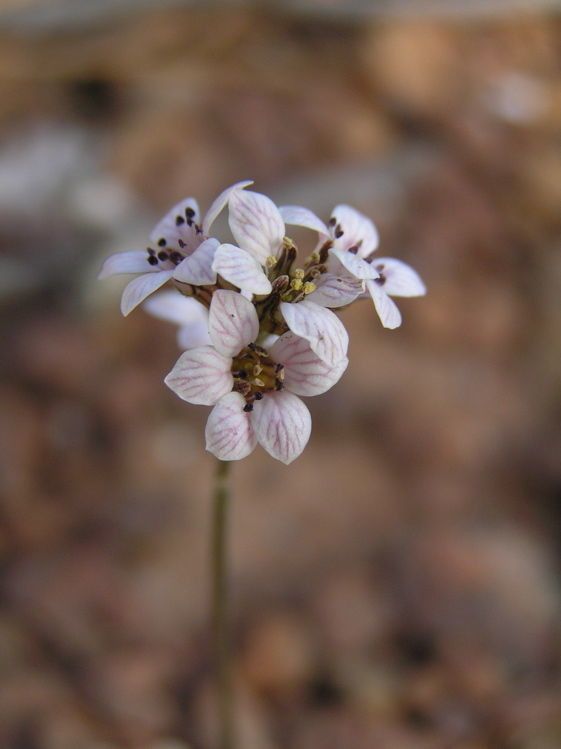 Jepsonia malvifolia flower